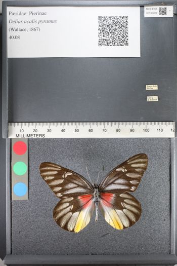 Media type: image;   Entomology 130283